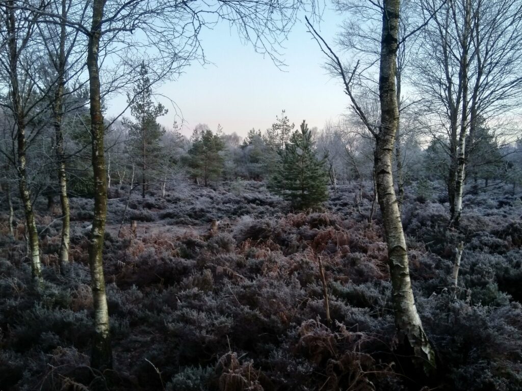 Frozen heather and trees on a frosty morning