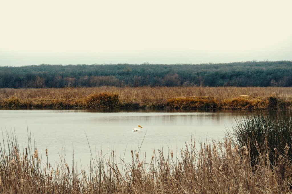 A wetland habitat