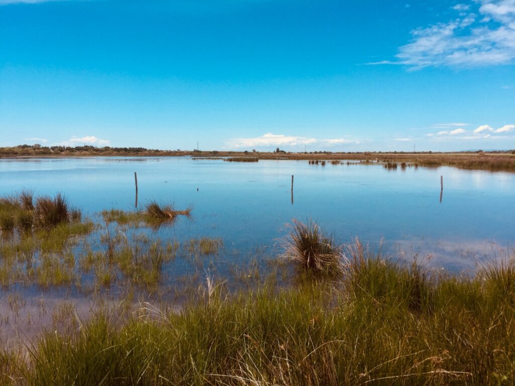 Large wetland area