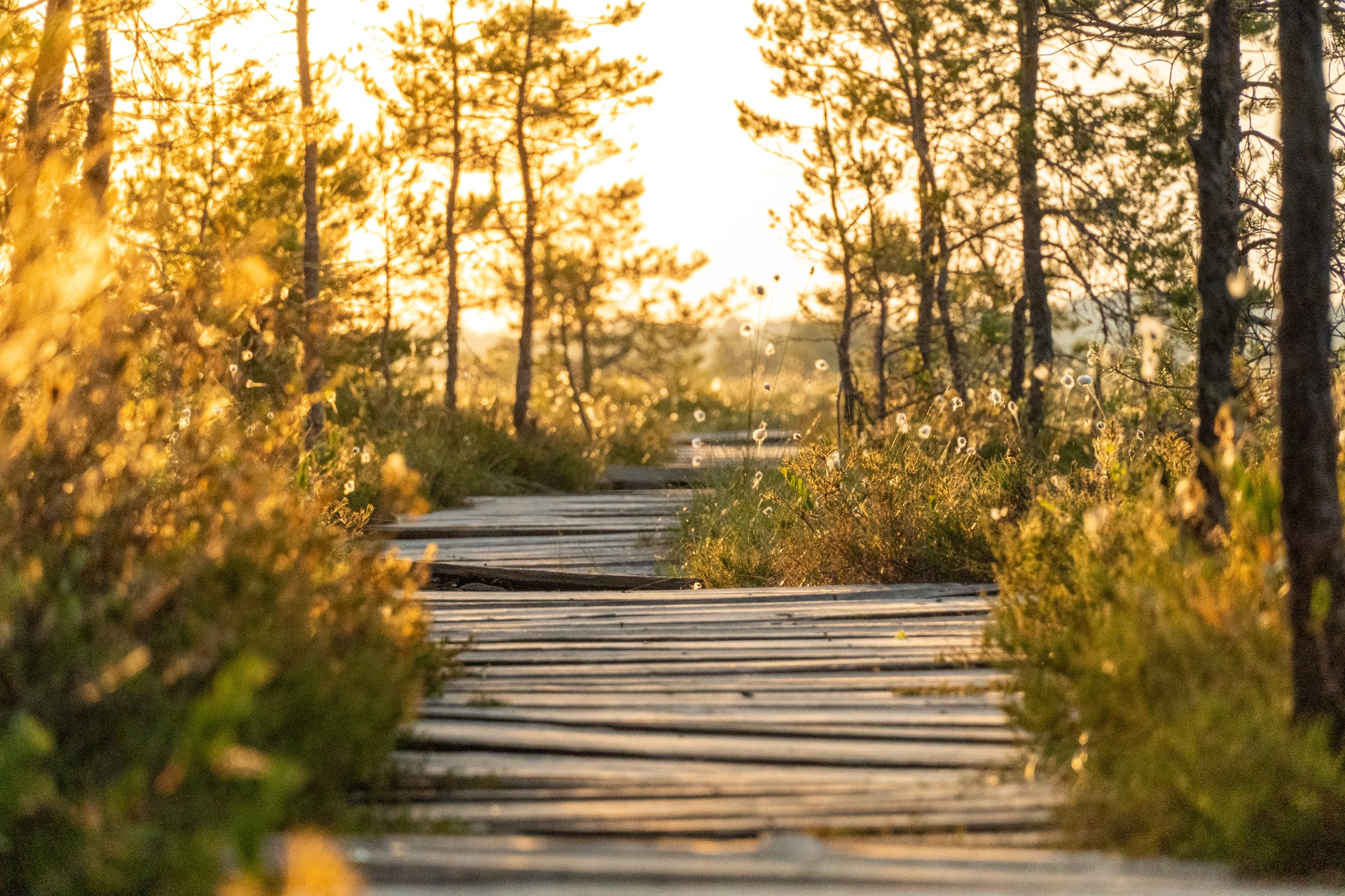 home-life-strategic-nature