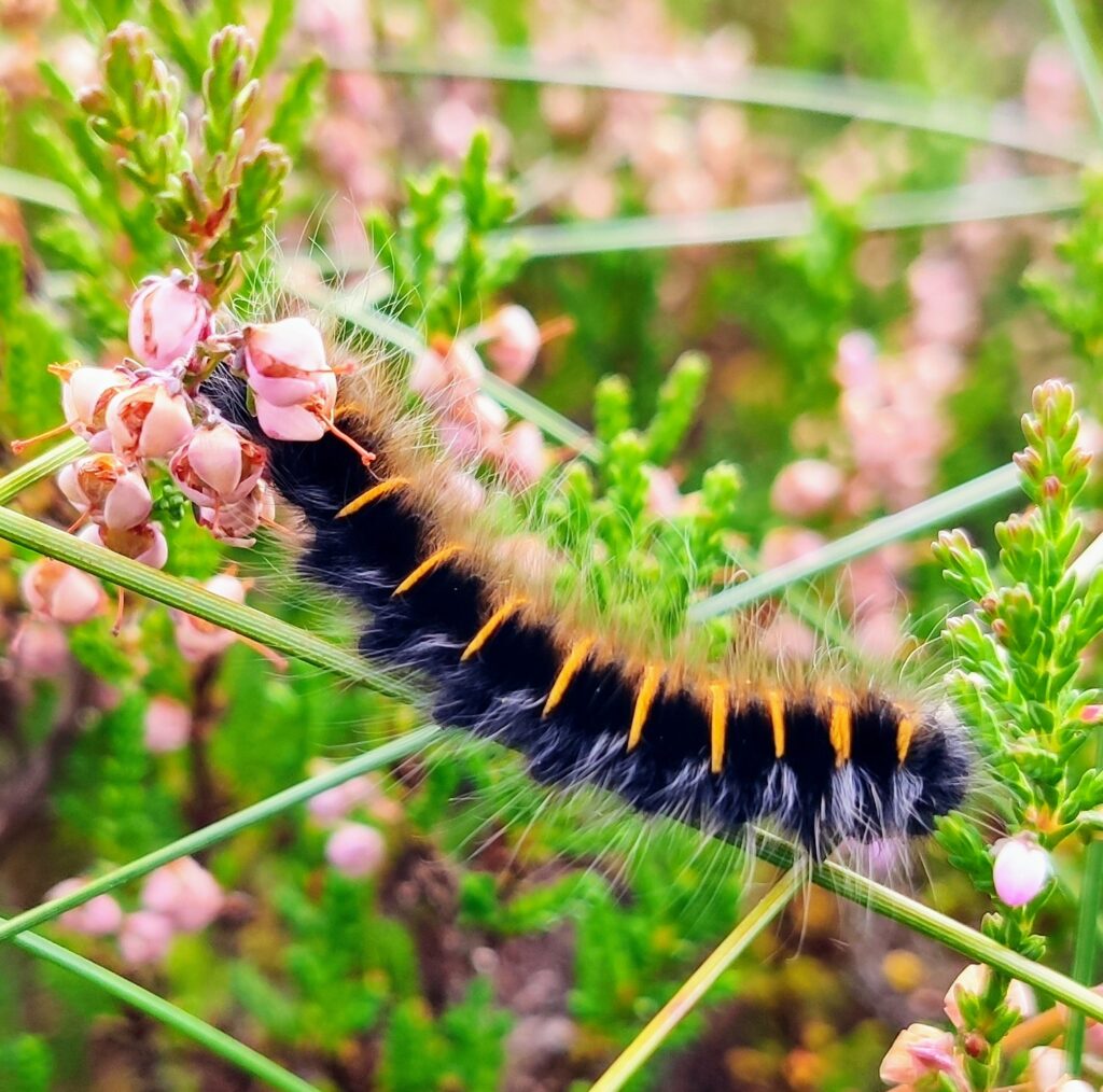 Caterpillar