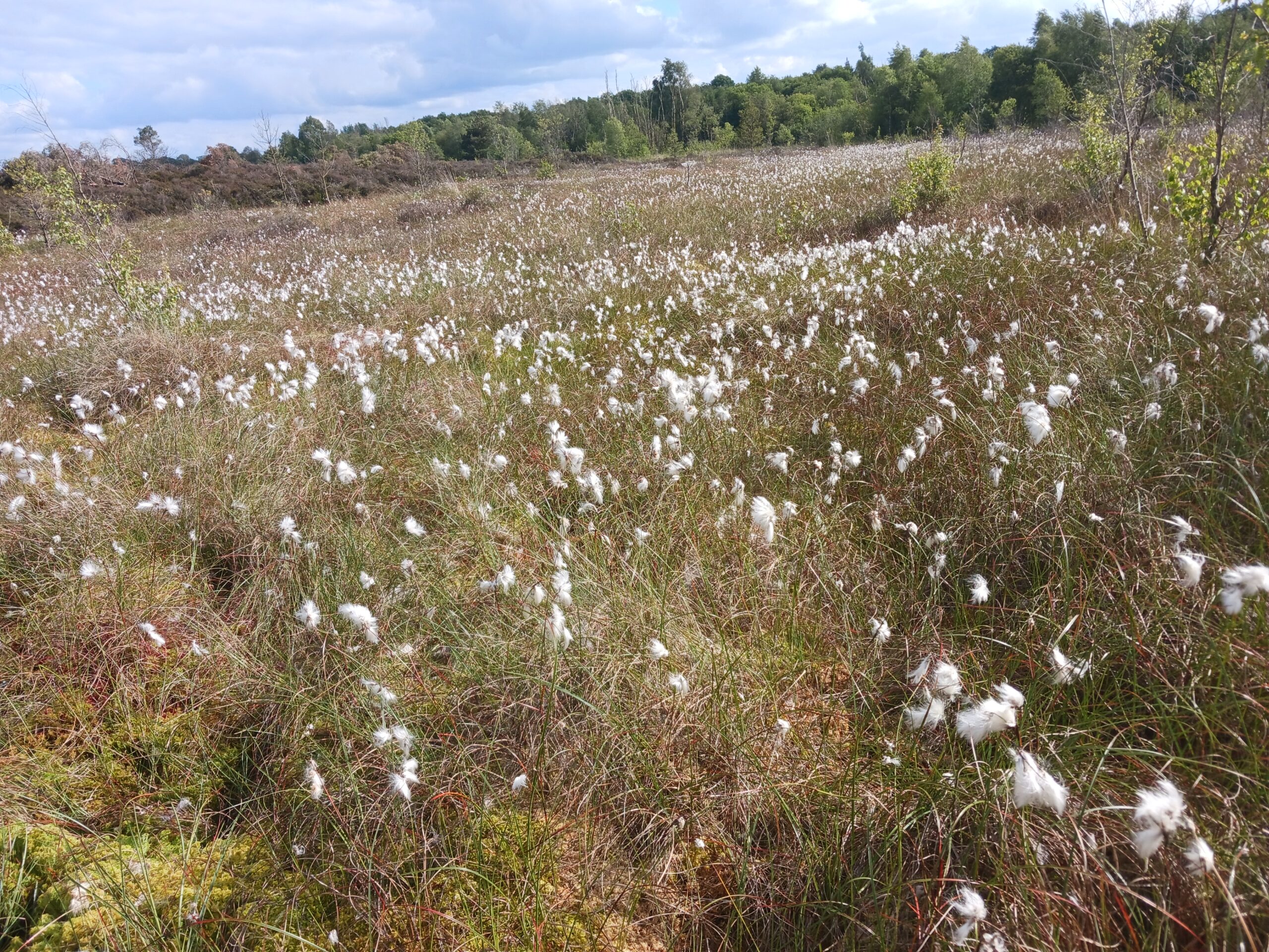 Cutover_AFTER_2022_06_09 Cutover with bog cotton flowers