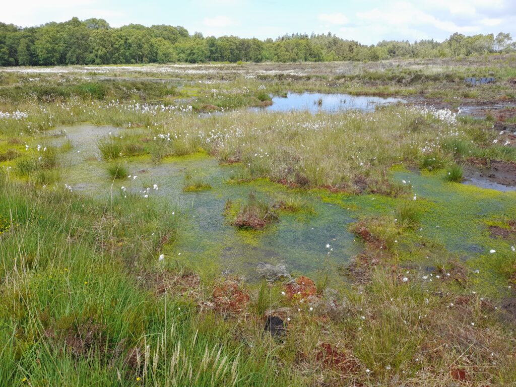 RaisedBogs (1) Raised bog