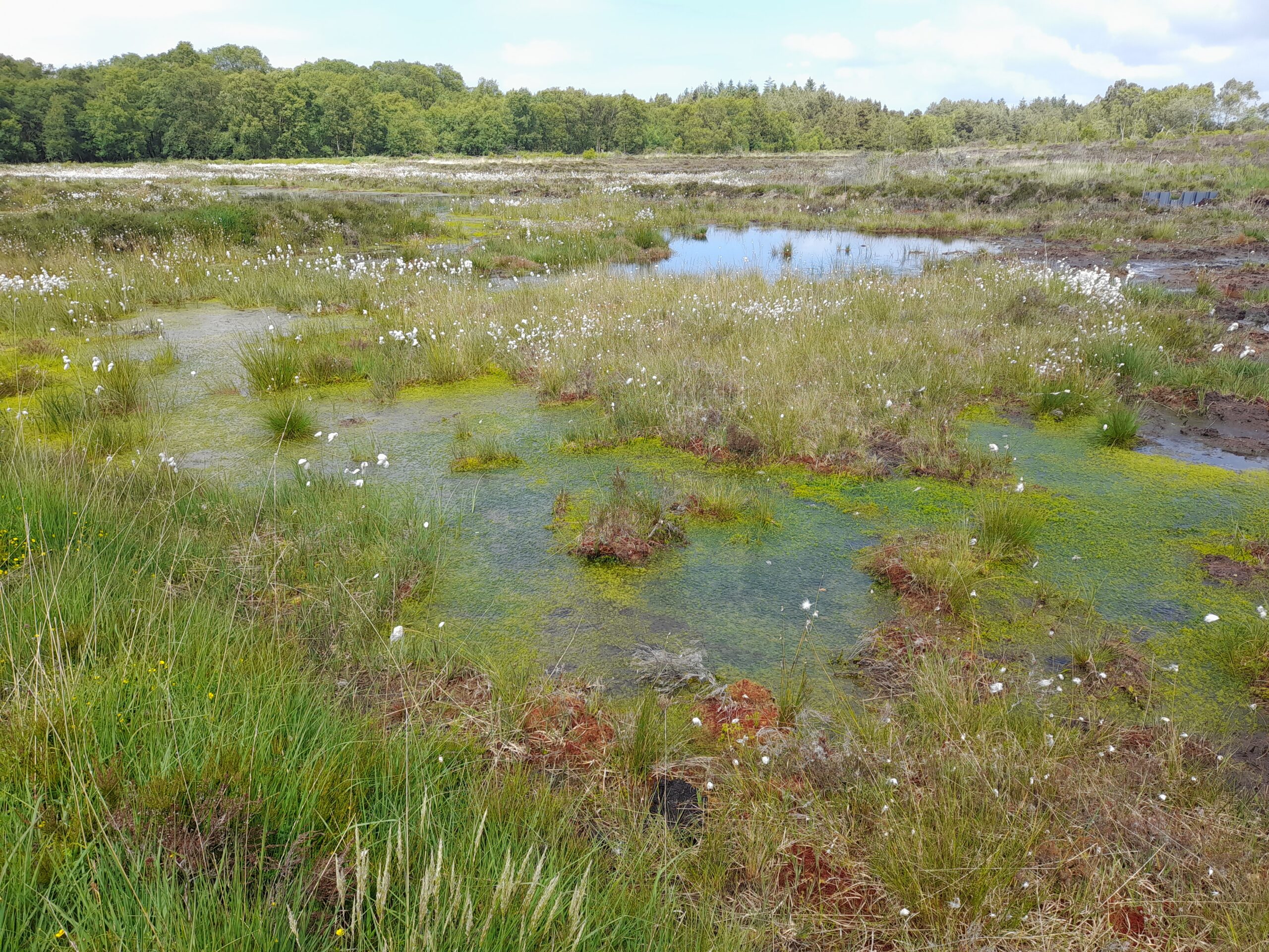 Raised bog