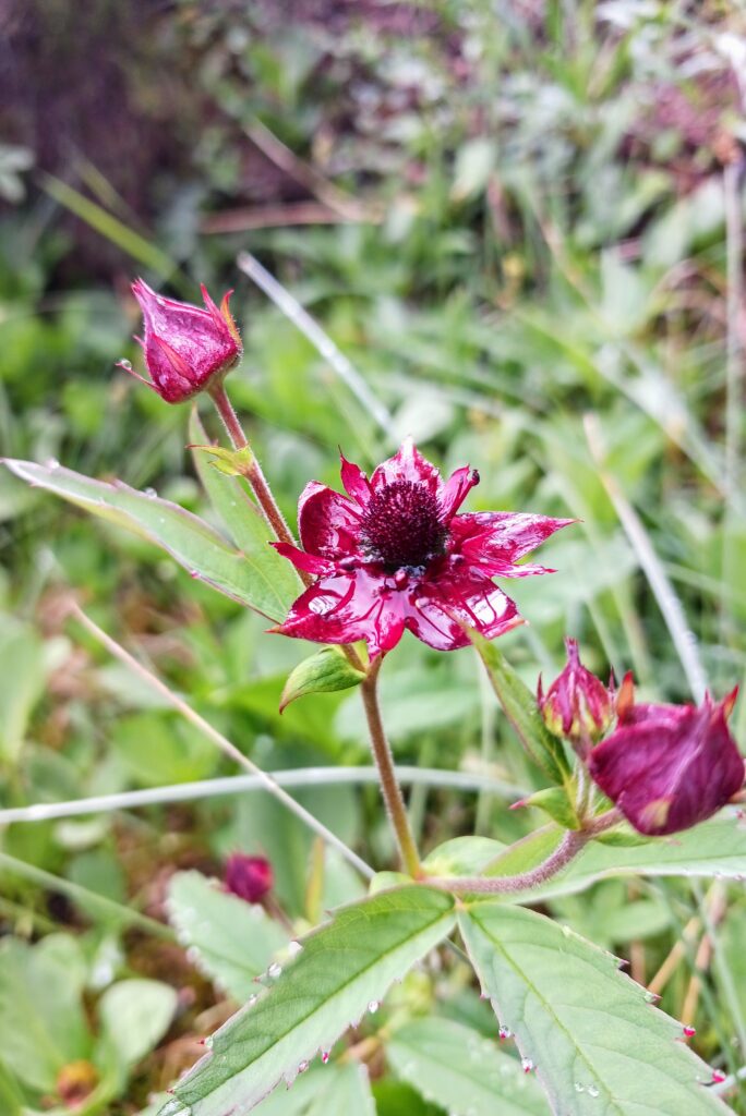 RaisedBogs (15) Bog flower