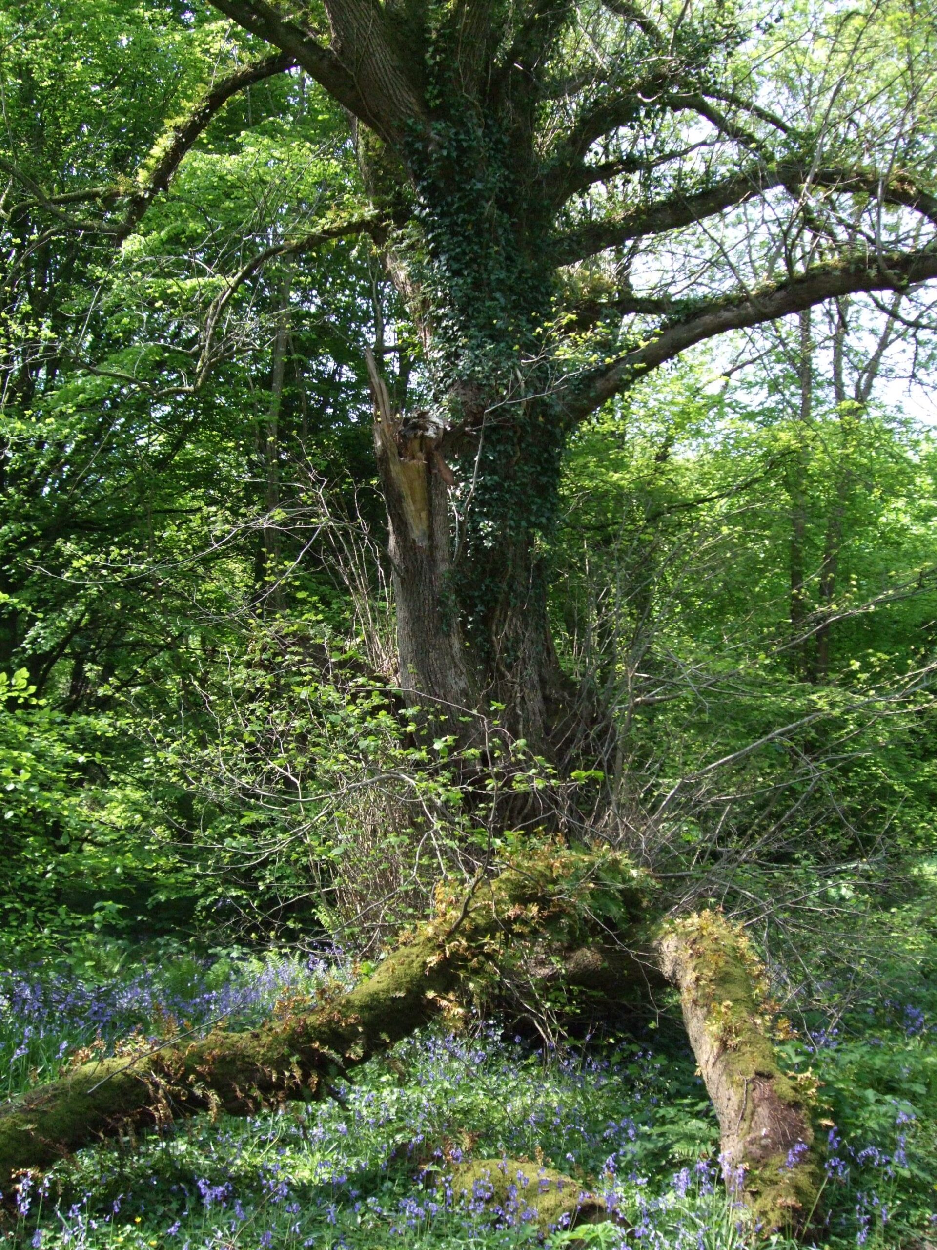 Veteran_tree_Ballyannan_BL Veteran oak tree